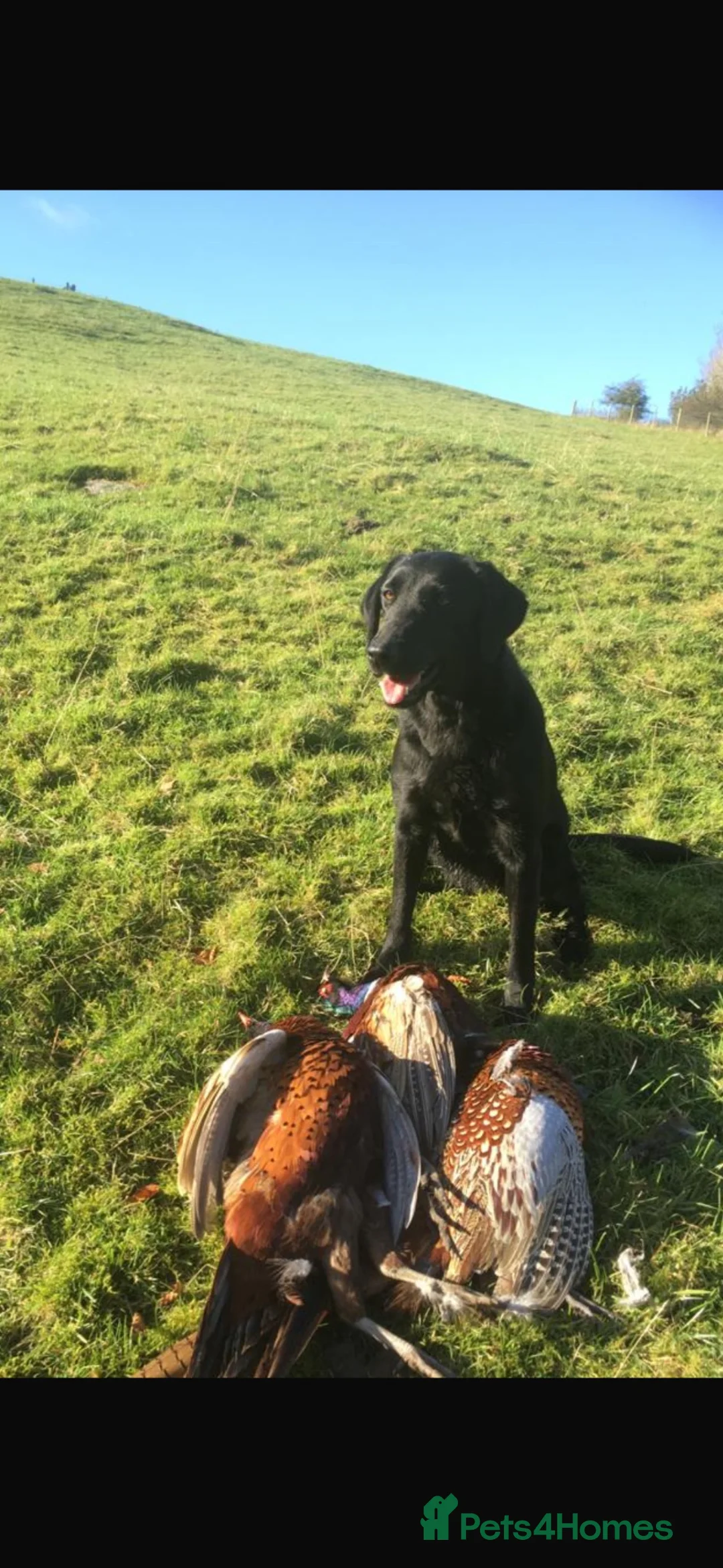 Labrador Retriever dogs for stud: KC Registered Black Labrador for stud - Advert 11