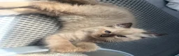Ragdoll cats for sale: 🤎 READY NOW seal mink sepia cherubim BOY 🤎 - Advert 11