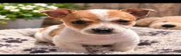 Jack Russell dogs for sale: Jack Russell pups - Advert 8