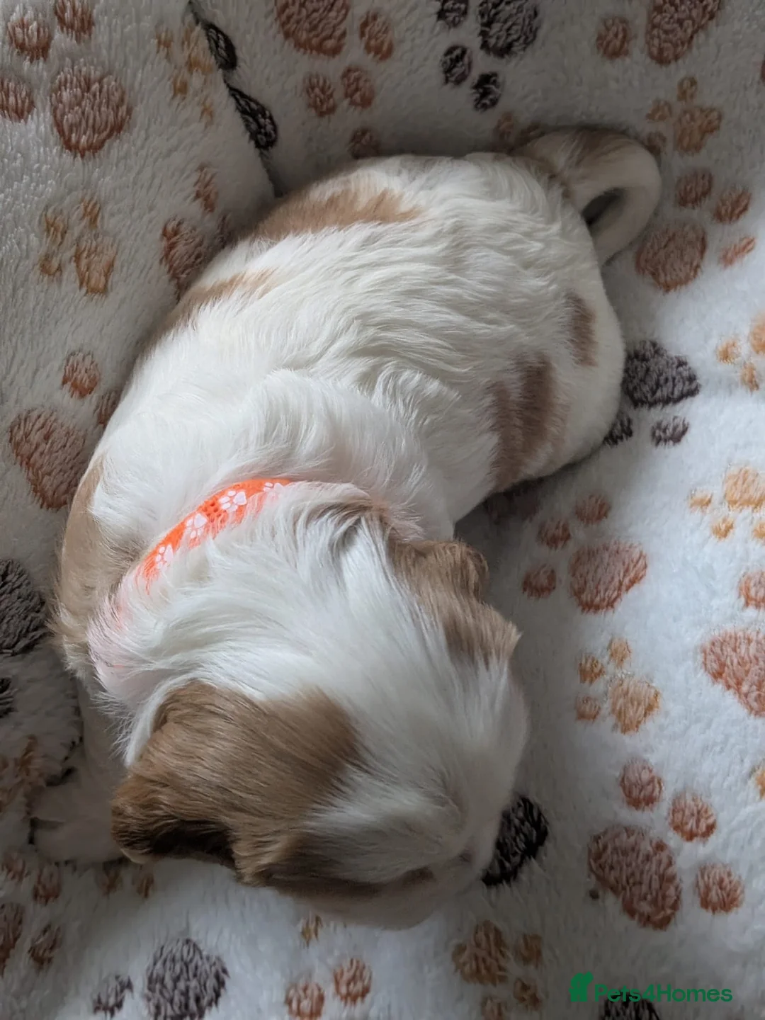 Cavalier King Charles Spaniel dogs for sale: King charles cavalier puppies - Advert 8