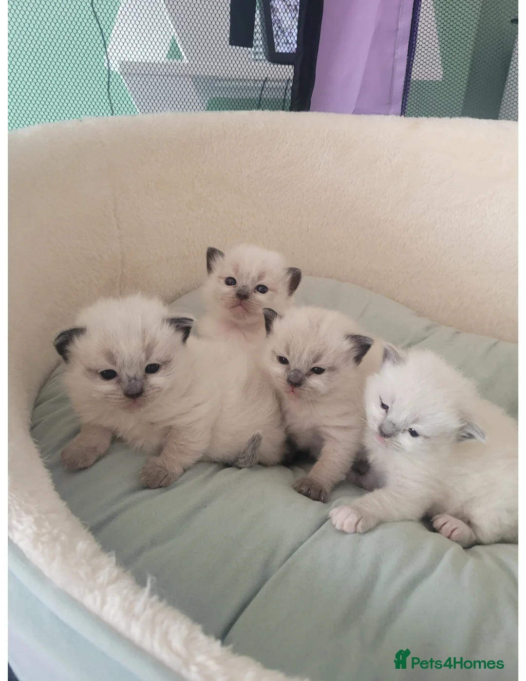 Ragdoll cats for sale: 🐱 Beautiful Ragdoll Kittens For Sale 🐱 - Advert 1