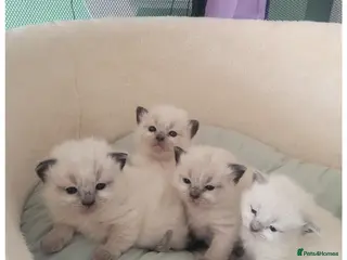 Ragdoll cats 🐱 Beautiful Ragdoll Kittens For Sale 🐱 - Advert 4