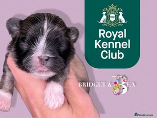 Pekingese dogs ⭐️PUPPIES ARRIVED⭐️ - Advert 7