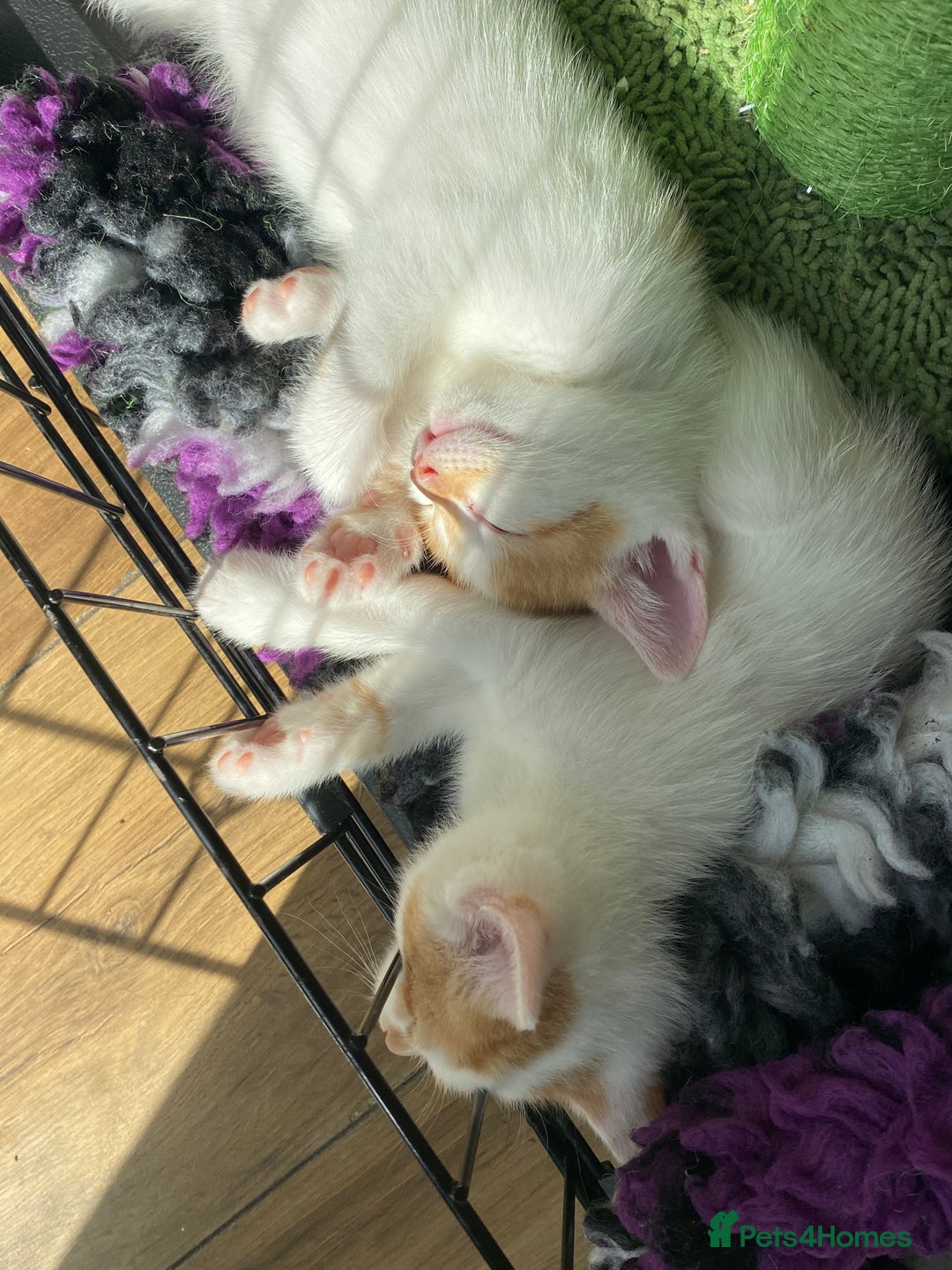 British Shorthair cats for sale: 3 beautiful British Shorthair Kittens  - Image 11