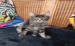 Maine Coon cats for sale: Maine coon purebred pedigre xl in Barnsley - Image 32