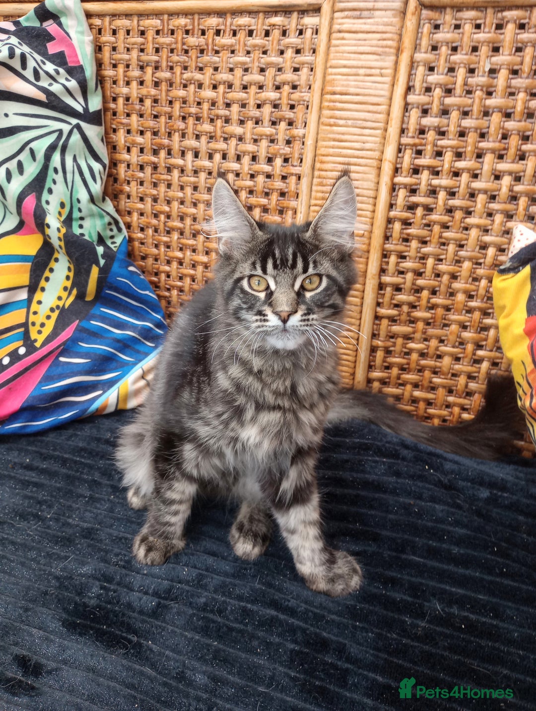 Maine Coon cats for sale: Maine coon purebred pedigre xl in Barnsley - Image 32