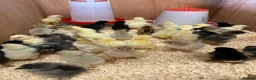 Chickens poultry for sale: Baby Chicks, Hatching eggs & Ducklings  - Advert 1
