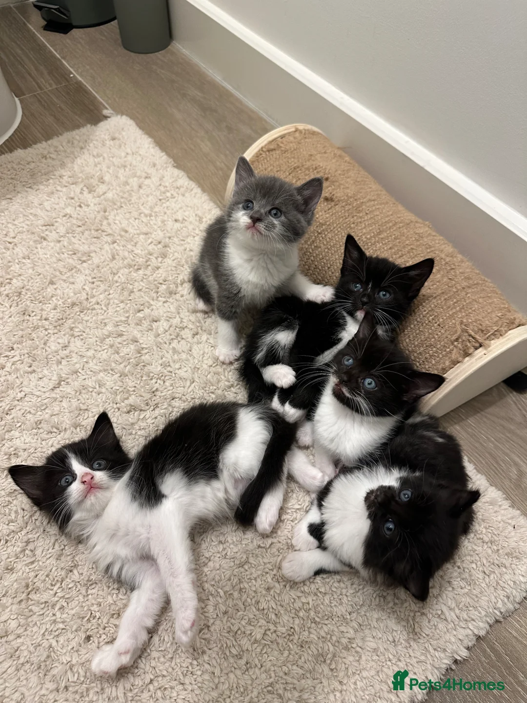Mixed Breed cats for sale: Beautiful kittens  in Rugby - Advert 1
