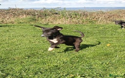 Mixed Breed dogs for sale: Bouncy beautiful puppies  - Image 1