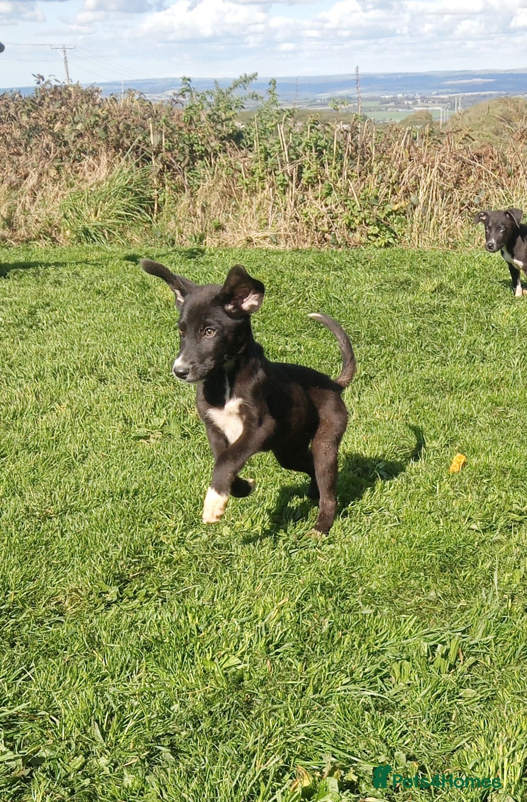 Mixed Breed dogs for sale: Bouncy beautiful puppies  - Image 1