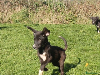 Mixed Breed dogs - Advert 20