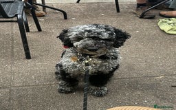 Miniature Poodle dogs for stud: Miniature Merle Poodle STUD  - Image 1