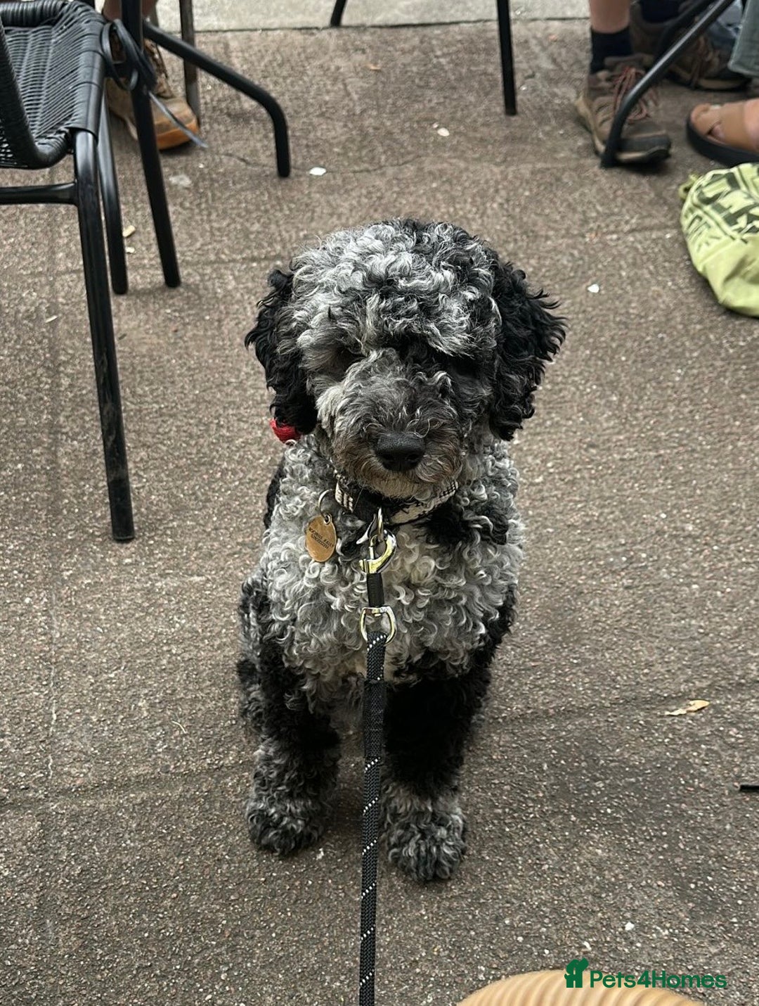 Miniature Poodle dogs for stud: Miniature Merle Poodle STUD  - Image 1