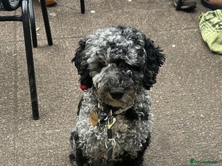 Miniature Poodle dogs - Advert 4