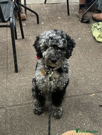 Miniature Poodle dogs - Advert 1