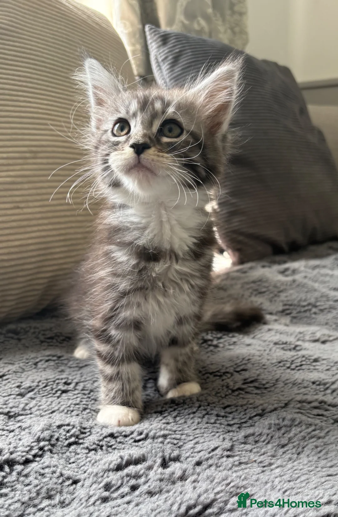 Maine Coon cats for sale: Gorgeous Maine coon kittens for sale-1 polydactyl - Advert 2