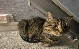 Mixed Breed cats for sale: Nala seeks forever loving home - Image 9