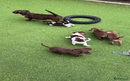 Dachshund dogs for sale: Min dachshund x teckel ( standered dachshund) - Image 36