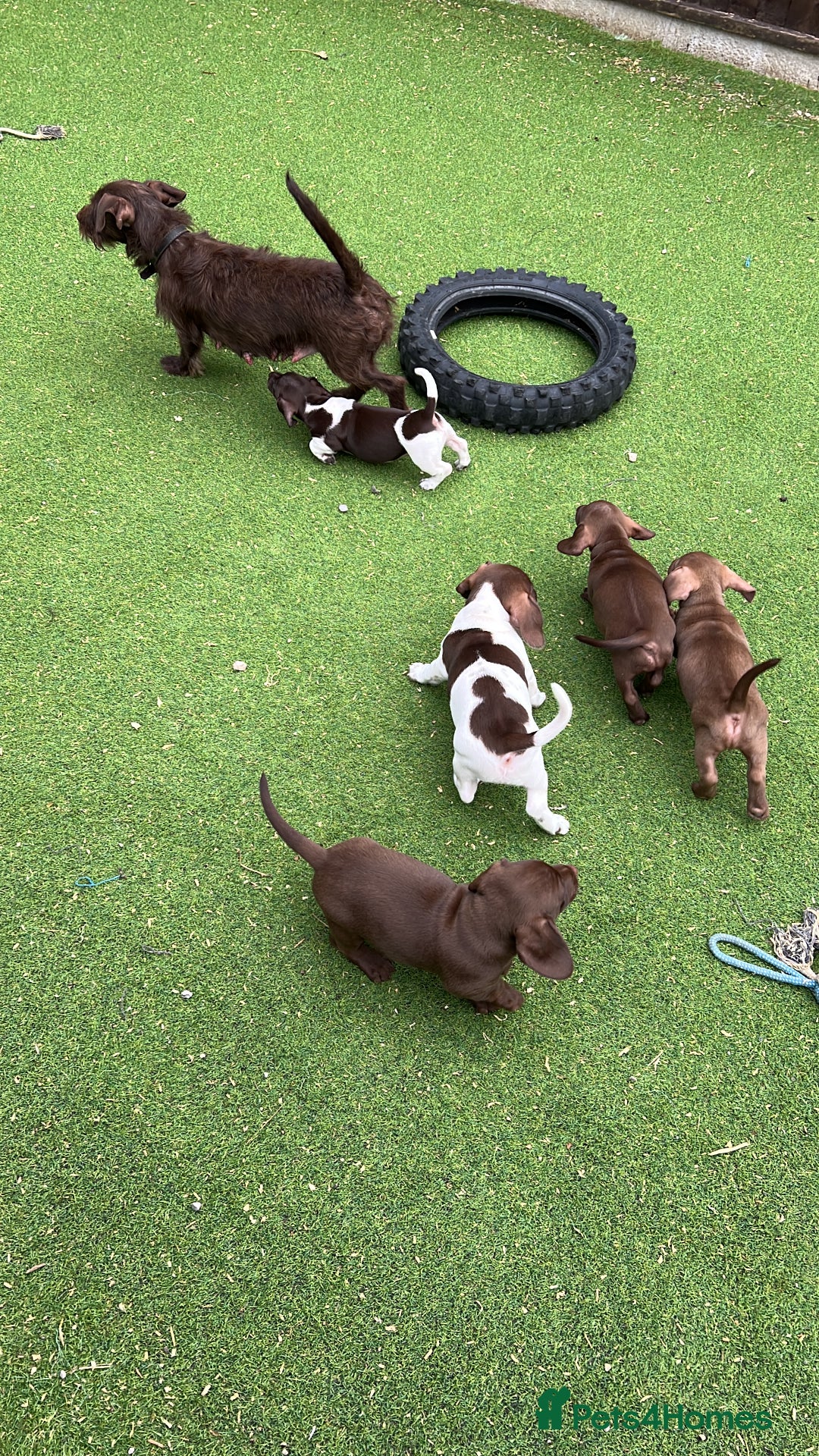 Dachshund dogs for sale: Min dachshund x teckel ( standered dachshund) - Image 36