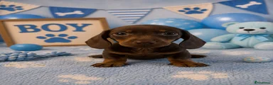 Puppy 1
