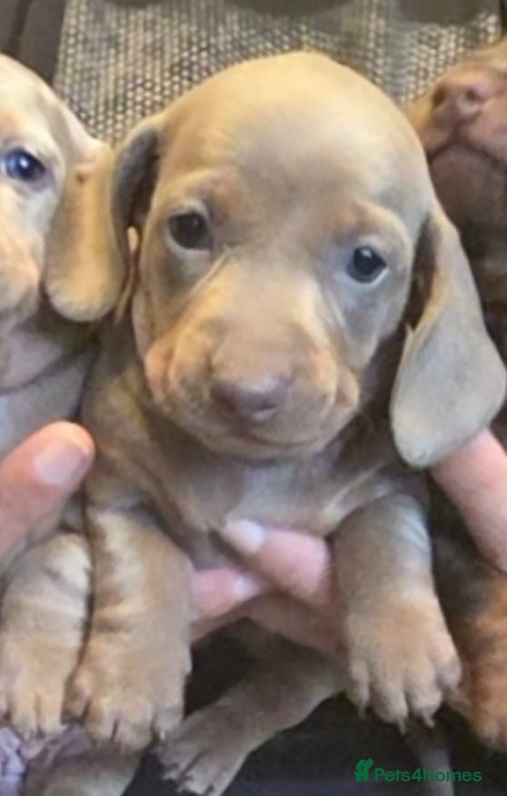 Dachshund dogs 1 isabella male Daschund puppy left - Advert 3