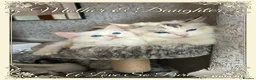 Ragdoll cats for sale: RED BICOLOUR FEMALE RAGDOLL  - Advert 2