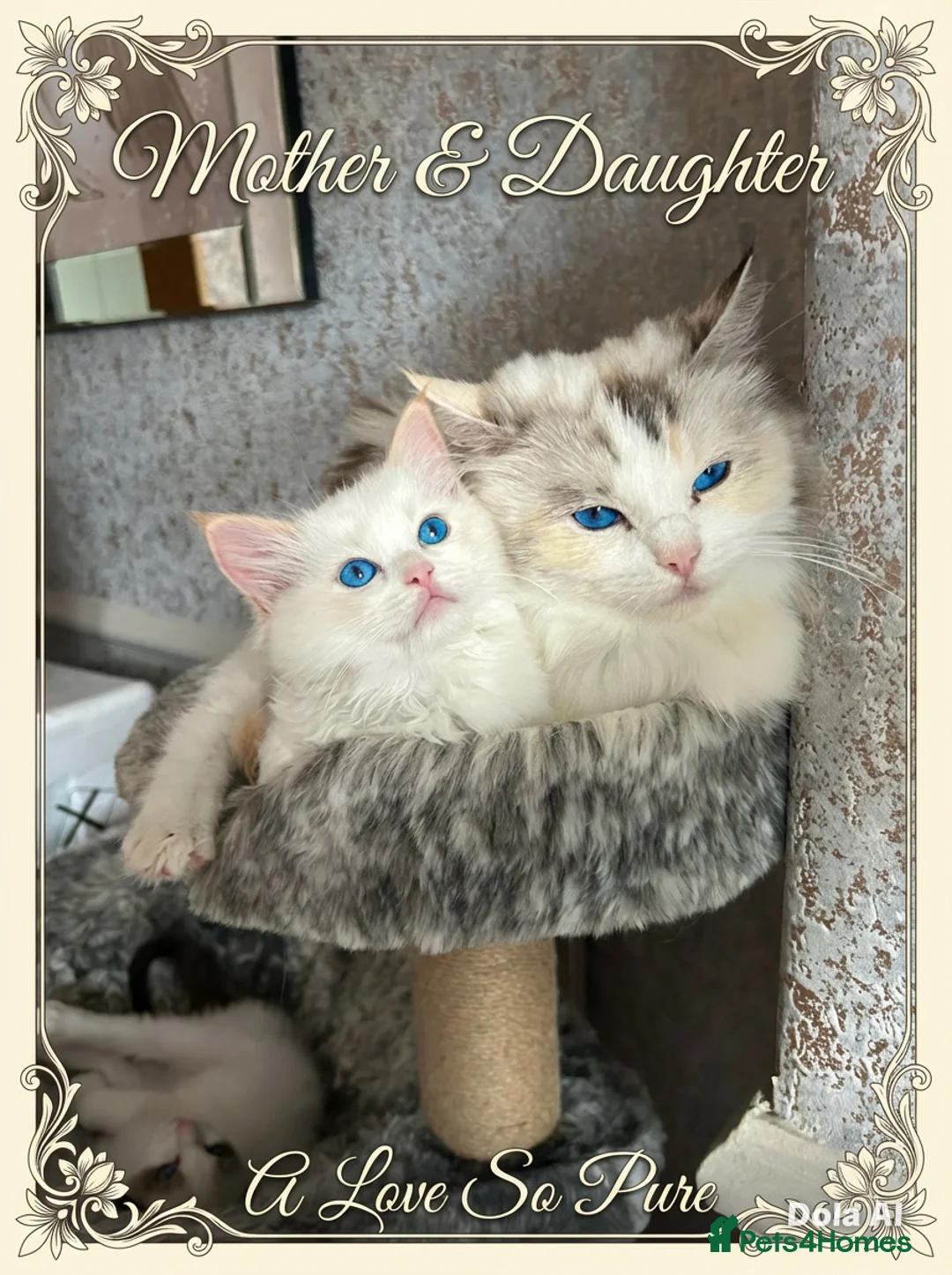 Ragdoll cats for sale: RED BICOLOUR FEMALE RAGDOLL  - Advert 2