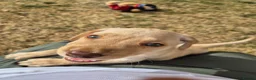 Labrador Retriever dogs for sale: Labrador retriever female puppy - Advert 10