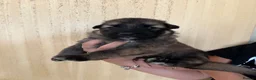 German Shepherd dogs for sale: Beautiful German Shepherd puppies in Hatfield - Advert 6