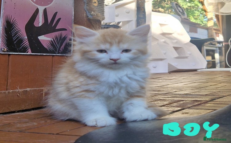 Mixed Breed cats - Advert 4