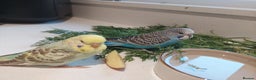Budgerigars birds for sale: Tame Baby Budgies - Advert 13