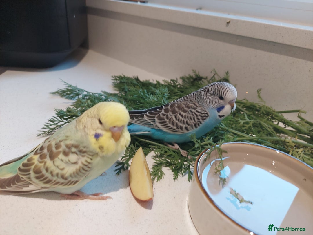 Budgerigars birds for sale: Tame Baby Budgies - Advert 13