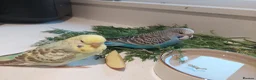 Budgerigars birds for sale: Tame Baby Budgies SOLD - Advert 13