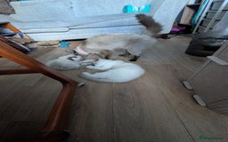 Ragdoll cats for sale: Ragdoll kittens for sale - Image 2