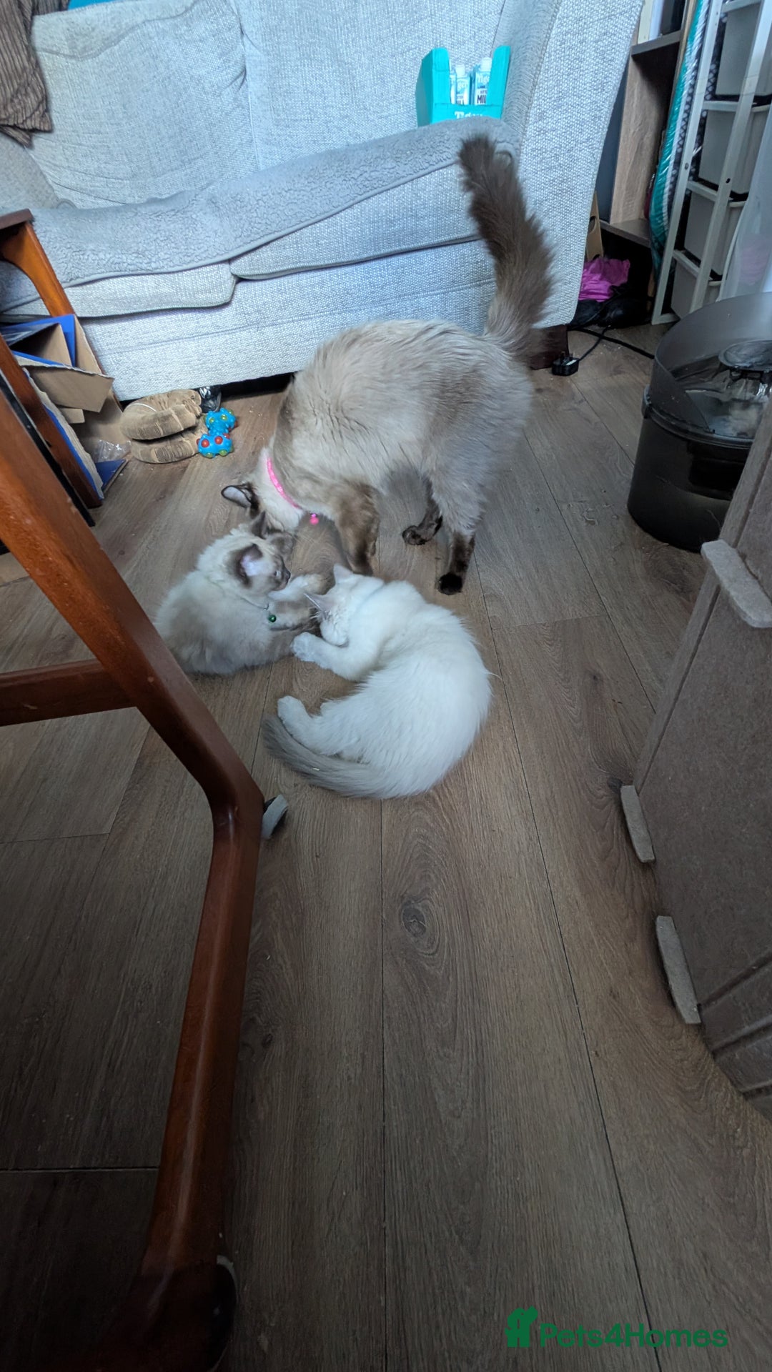 Ragdoll cats for sale: Ragdoll kittens for sale - Image 2