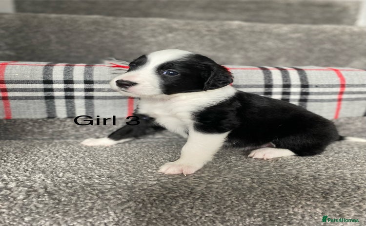 Mixed Breed dogs - Advert 2