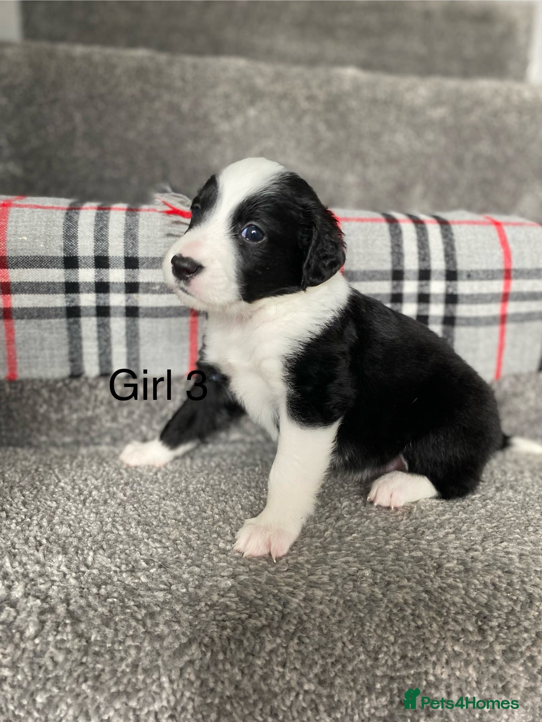 Mixed Breed dogs for sale: Cocker collie cross  - Image 1