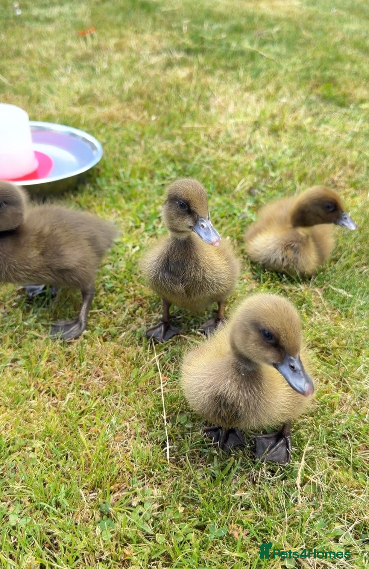 Ducks poultry Khaki Campbell Ducklings  - Advert 16
