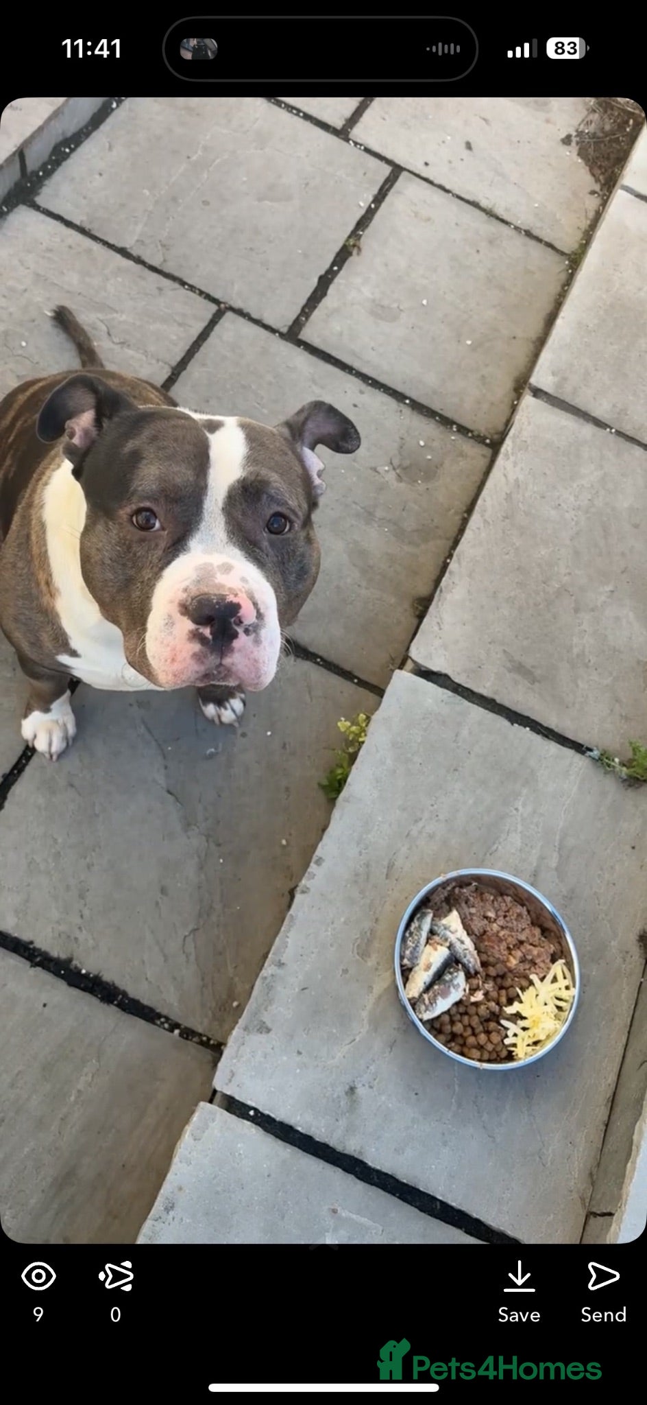 American Bulldog dogs 3/4 year old American bulldog male for sale  - Advert 1