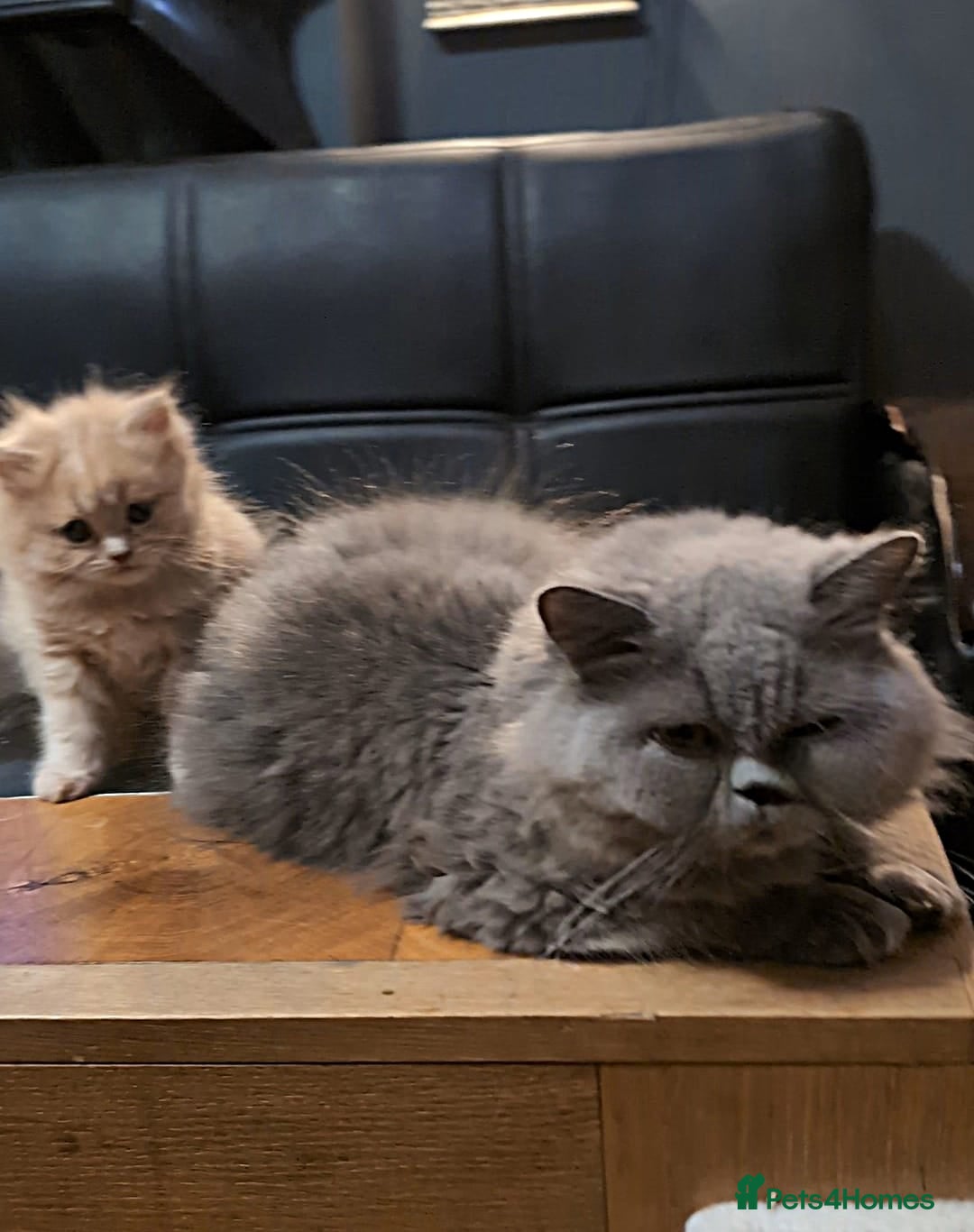 British Shorthair cats for sale: 💖💖💖BSH & BLH💫 GCCF & TICA red - Advert 21