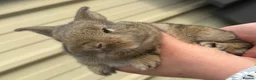 Mixed Breed rabbits for sale: Bunnies for sale - Advert 2