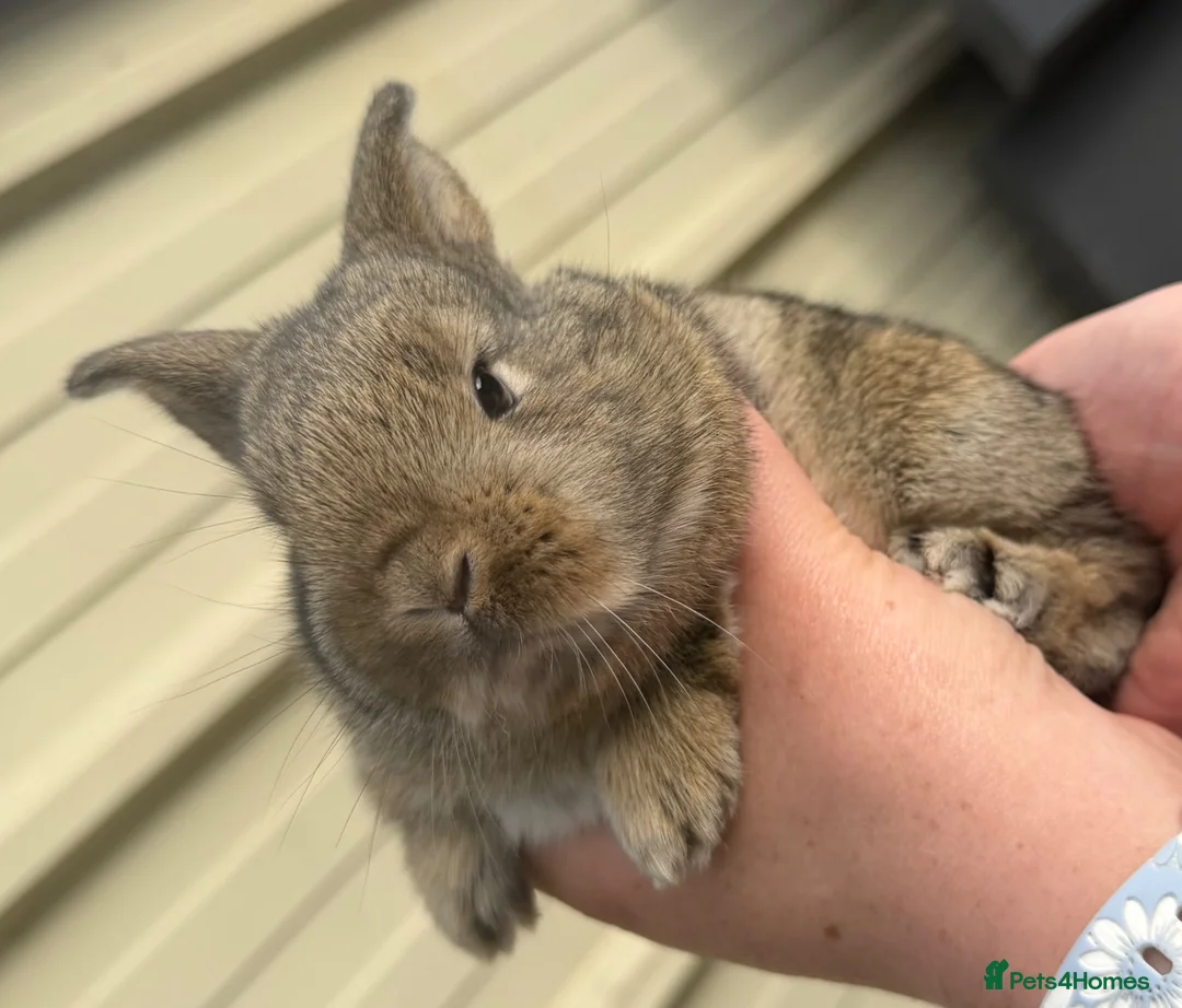 Mixed Breed rabbits for sale: Bunnies for sale - Advert 2