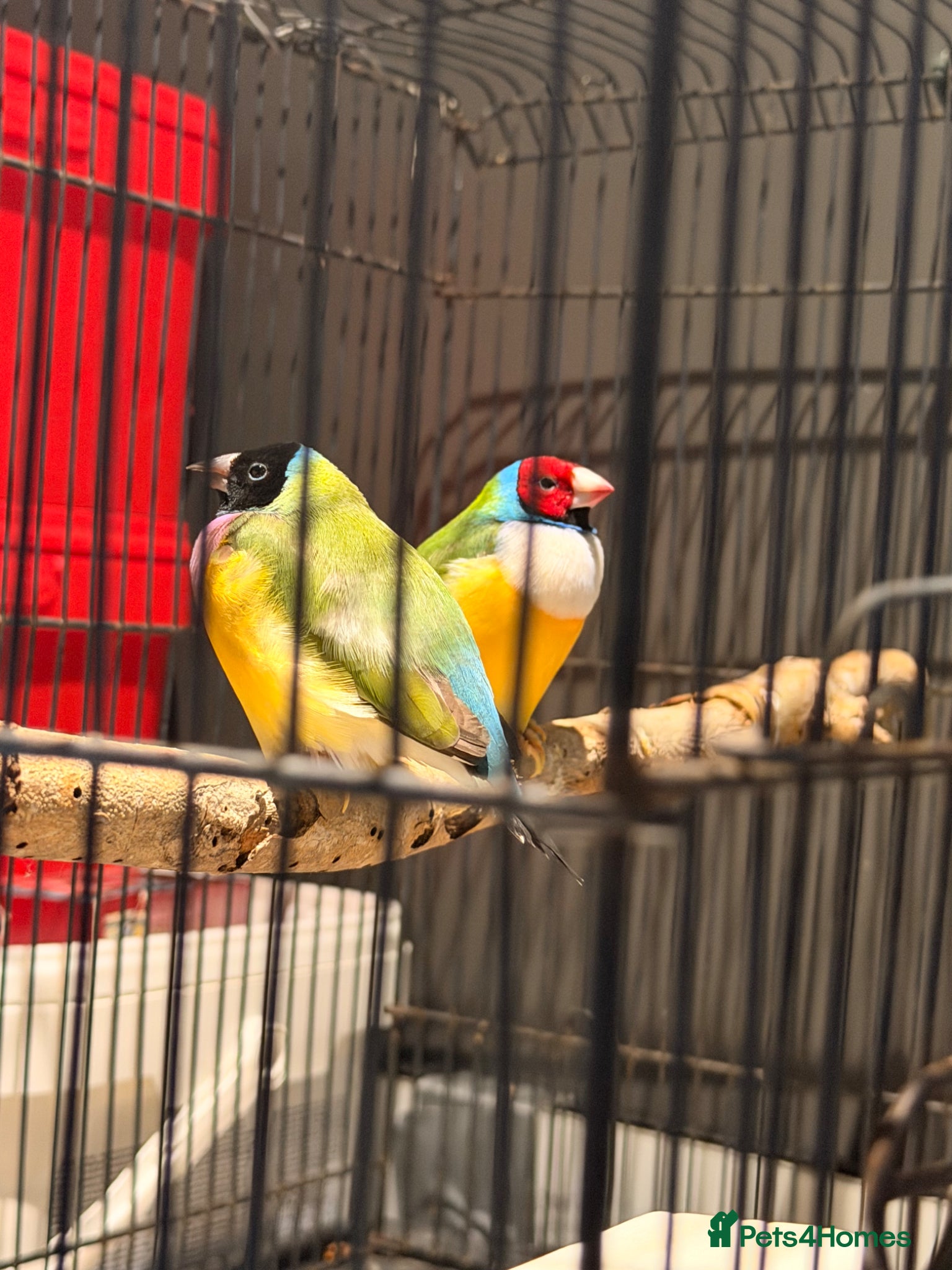 Finches birds Gouldian Pair - Advert 1
