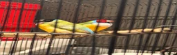 Finches birds for sale: Gouldian Pair - Advert 1