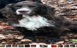 Cocker Spaniel dogs for sale: Working Cocker Spaniel Pups - Image 11