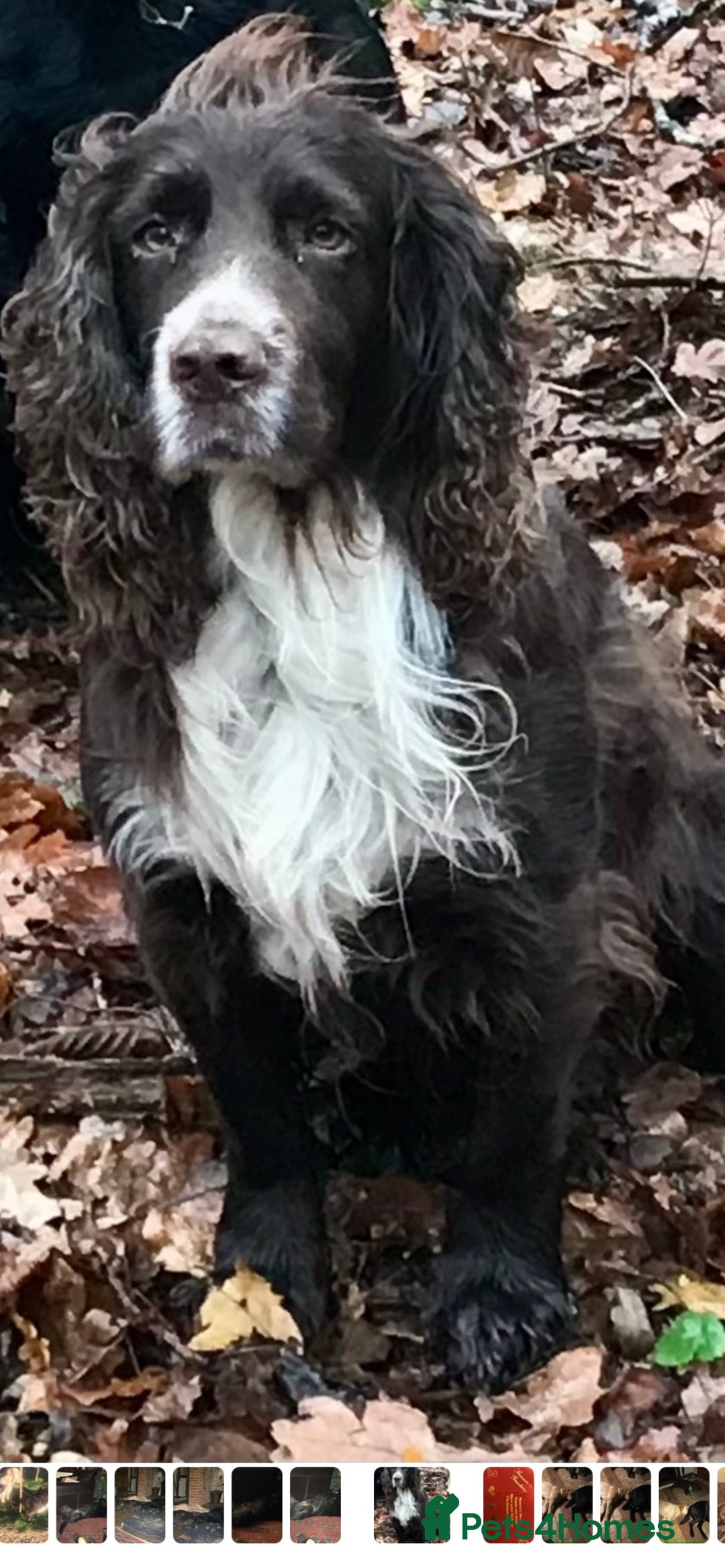 Cocker Spaniel dogs for sale: Working Cocker Spaniel Pups - Image 11
