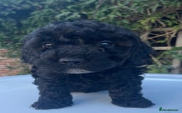 Maltipoo dogs for sale: F1B maltipoo - Image 24