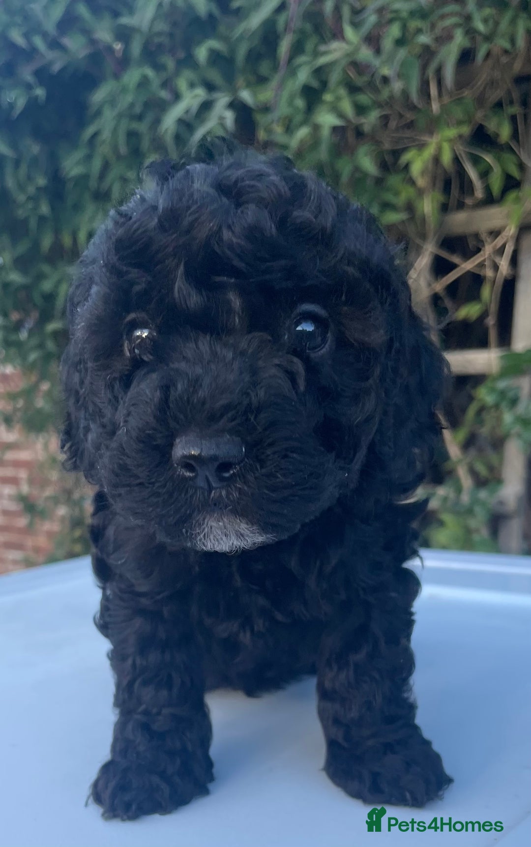 Maltipoo dogs for sale: F1B maltipoo - Image 24