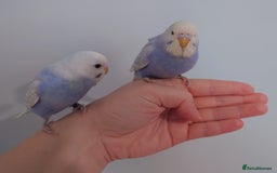 Budgerigars birds for sale: Hand reared silly tame baby budgies  - Image 32