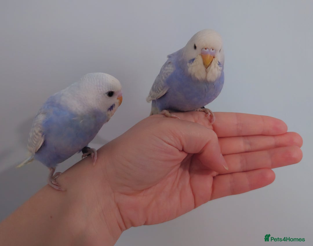 Budgerigars birds for sale: Hand reared silly tame baby budgies  - Image 32